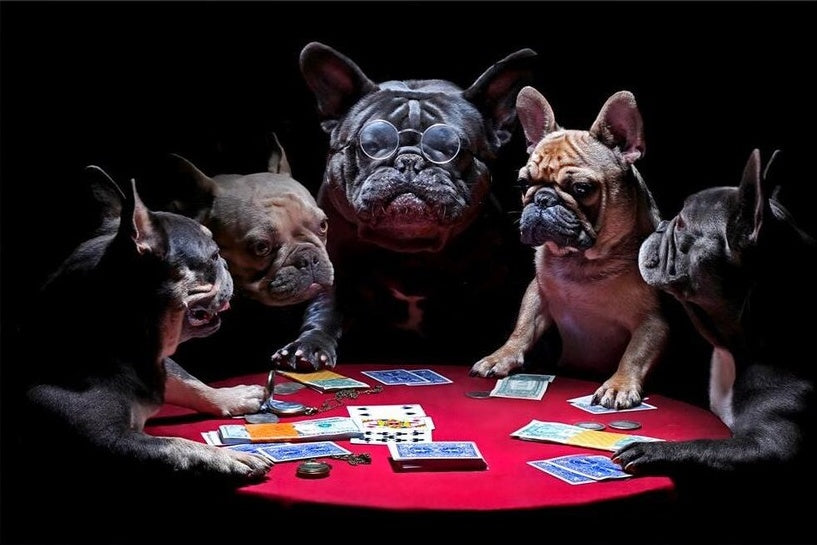 Bulldog's Gamble - Paint by Numbers Kits